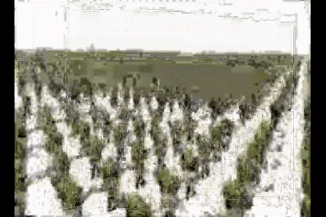 a black and white image of a field with trees in it