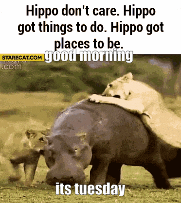 hippo don 't care hippo got things to do hippo got places to be good morning hippo got its tuesday