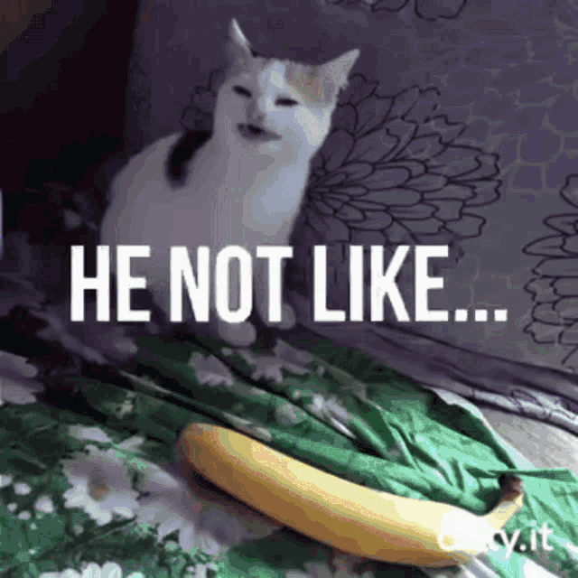 Henotlikethebanana Cat No Banana GIF - Henotlikethebanana Cat No Banana Angry GIFs