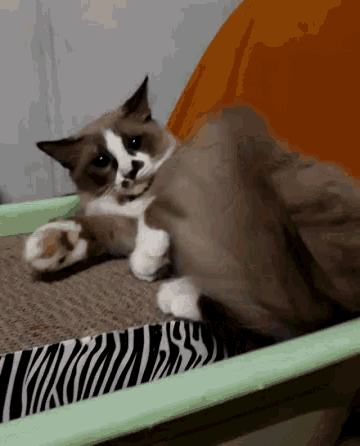 a cat laying in a litter box with a zebra print blanket