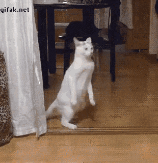 Cat Walking GIF - Cat Walking What GIFs