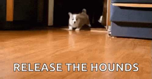 Running Dogs Donut Day GIF - Running Dogs Donut Day Dogs GIFs