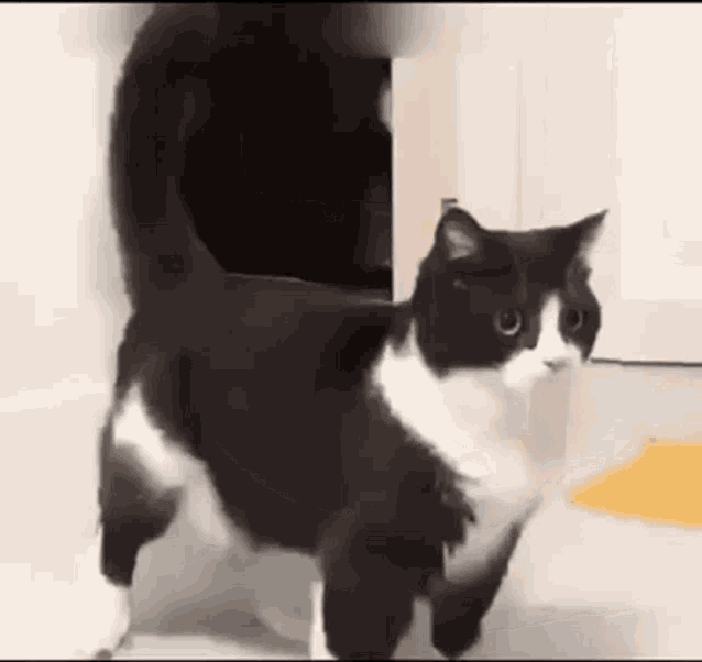a black and white cat is standing on a tiled floor .