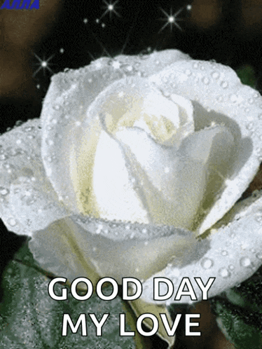a white rose with water drops on it and the words " good day my love "