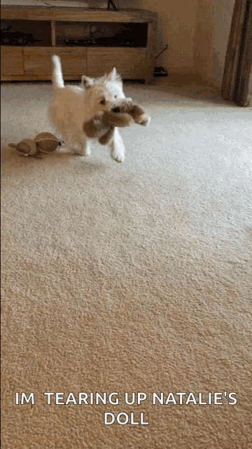 a dog is running with a stuffed animal in its mouth and the caption reads im tearing up natalie 's doll