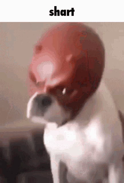 a white dog wearing a red helmet with the word shart on it .