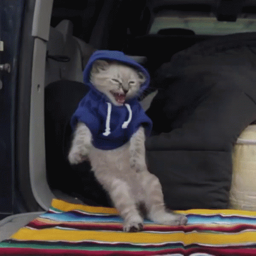 Dancing Cat GIF - Dancing Cat Funny Animals GIFs
