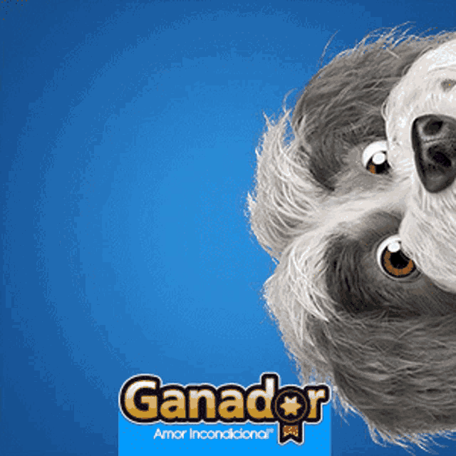 a picture of a sloth with the words ganador amor incondicional on the bottom