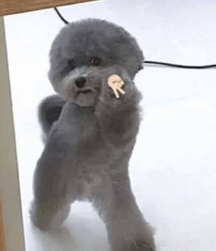 a small gray dog is standing on a white surface and holding a piece of food in its paw .