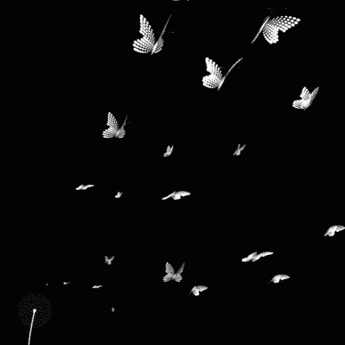 Flying Butterfly GIF - Flying Butterfly Black And White GIFs