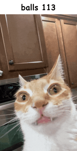 a close up of a cat 's face with balls 113 above it