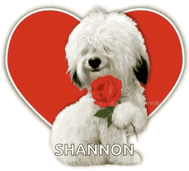 a white dog is holding a red rose in front of a red heart and the name shannon is on the bottom