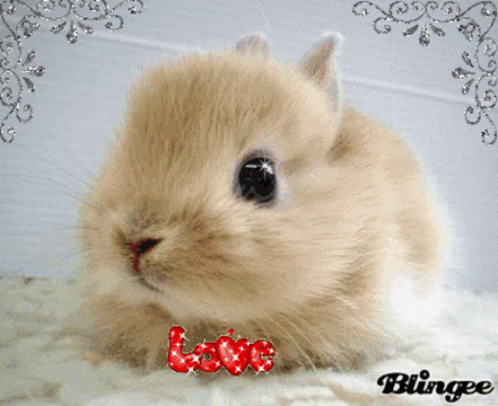 Love Bunny GIF - Love Bunny Sparkle GIFs
