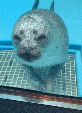 a seal with its eyes closed is standing on a tiled floor