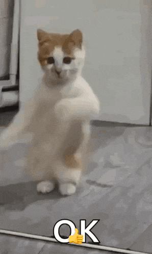 a cat is standing on its hind legs in front of a mirror and says ok .