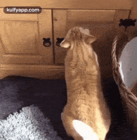 Me Checking Cupboard For Food Every Hour During This Lockdown.Gif GIF - Me Checking Cupboard For Food Every Hour During This Lockdown Cat Pet GIFs