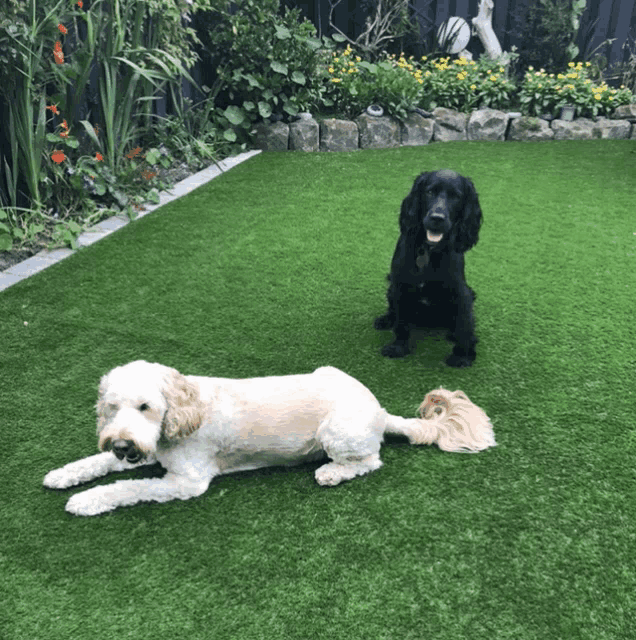 two dogs are laying on a lush green lawn in a backyard