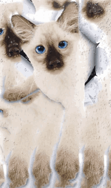a cat with blue eyes is looking through a hole in a window
