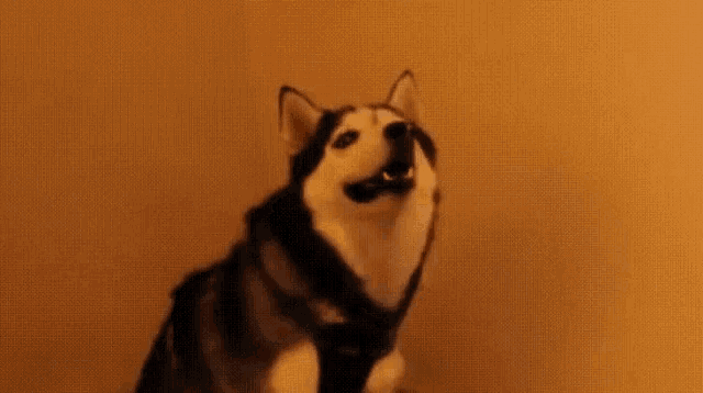 a husky dog is smiling and looking at the camera with the word wat written in white .
