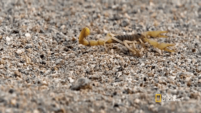 Scorpion Danica Patrick Eats A Scorpion GIF - Scorpion Danica Patrick Eats A Scorpion Walking GIFs