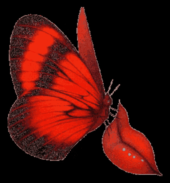 a red butterfly is sitting on a red flower with a black background