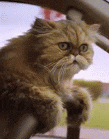 a cat is sitting in the driver 's seat of a car looking out the window