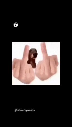a person is holding a small dog in their hands and giving the middle finger .