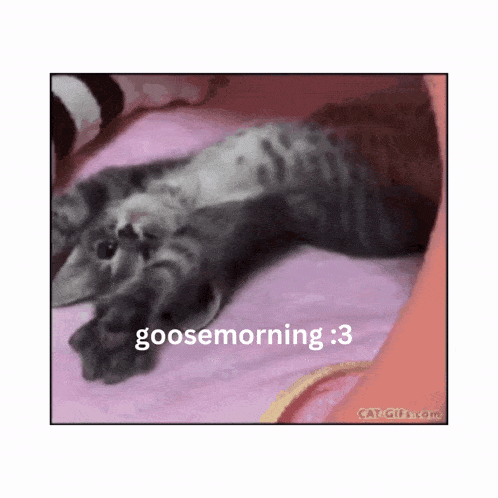 two kittens laying on a bed with the caption goosemorning