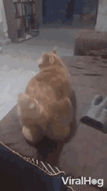 Cat Asking For Attention Viralhog GIF - Cat Asking For Attention Viralhog Cat Wants Attention GIFs