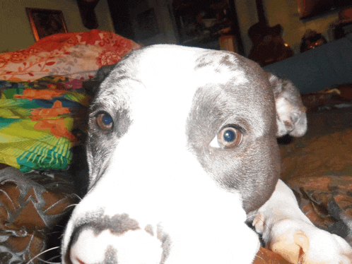 a black and white dog laying on a bed with a colorful blanket in the background