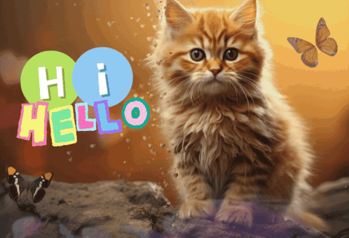 a kitten sitting on a rock with the words hi hello behind it
