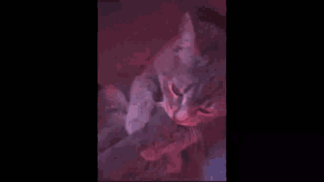 Cat Cat GIF - Cat Cat GIFs