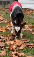 a calf wearing a red and gray jacket is eating leaves in the grass .