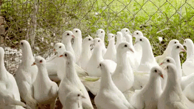 鸽子 疑问 可爱 GIF - Dove Pigeon Cute GIFs