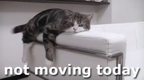 Yes Yes Yes Not Moving Today GIF - Yes Yes Yes Not Moving Today Cat GIFs
