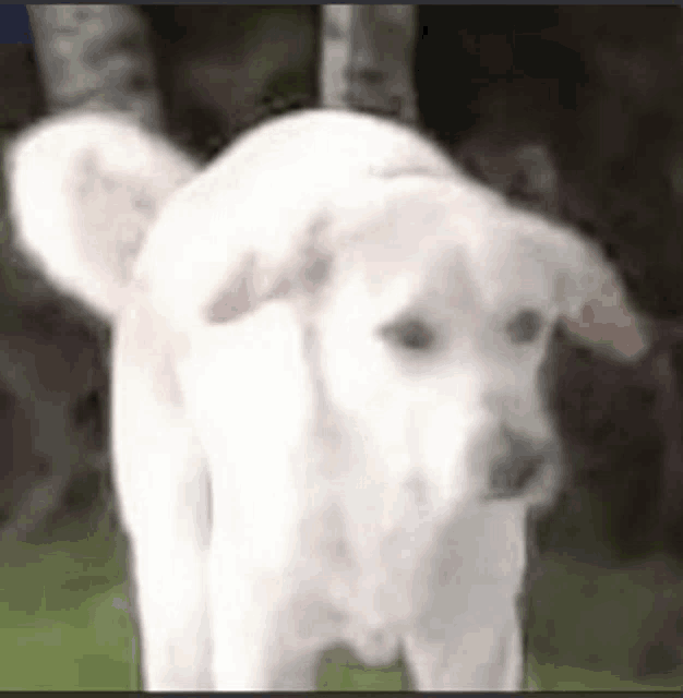 a close up of a white dog standing in the grass looking at the camera .