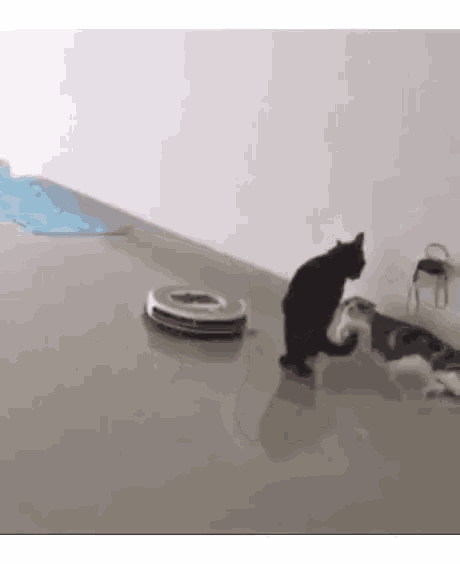 Vacuum Cat GIF - Vacuum Cat Smooth GIFs