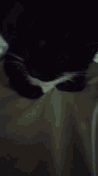 Tuxedo Cat Cute Cat GIF - Tuxedo Cat Cute Cat GIFs