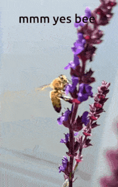 a picture of a bee on a purple flower with the words mmmm yes bee above it
