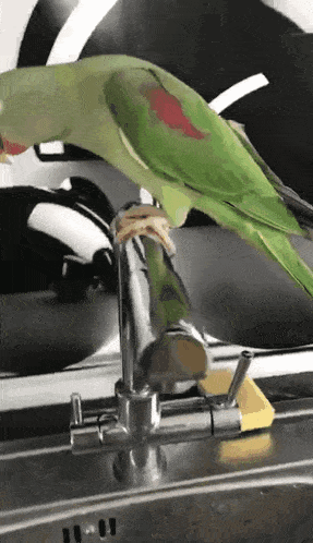 a green parrot is perched on top of a faucet