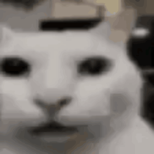 Uncanny Cat GIF - Uncanny Cat Canny Cat GIFs