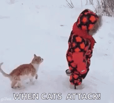 Cats Crazy GIF - Cats Crazy Attack GIFs