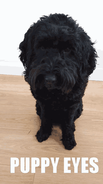 a picture of a black dog with puppy eyes written on the bottom