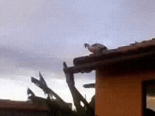 Pato No Telhado Duck On Roof GIF - Pato No Telhado Duck On Roof Pato GIFs