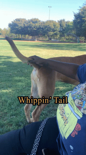 Dog Tail GIF - Dog Tail Whippin GIFs