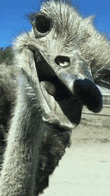 a close up of an ostrich 's face with its beak open