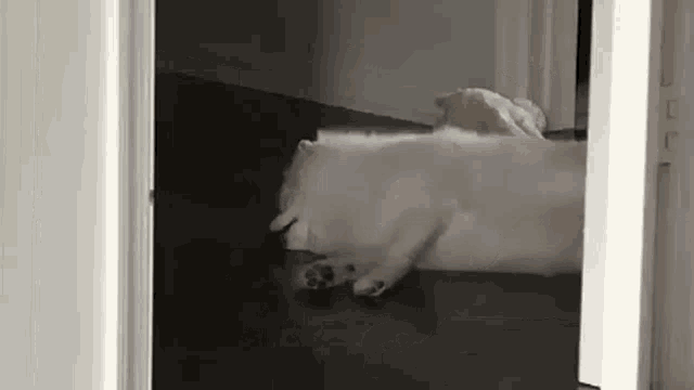 a white dog is laying on the floor in a room .