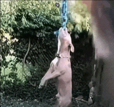 a dog is standing on its hind legs playing with a rope