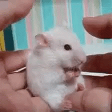 Scared Mouse GIF - Scared Mouse Frightened GIFs