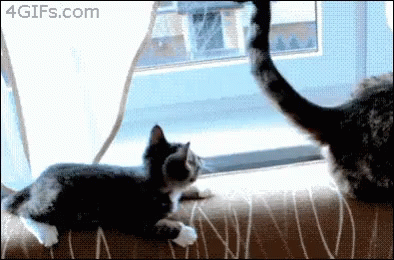 Kitten Cat GIF - Kitten Cat Tail GIFs